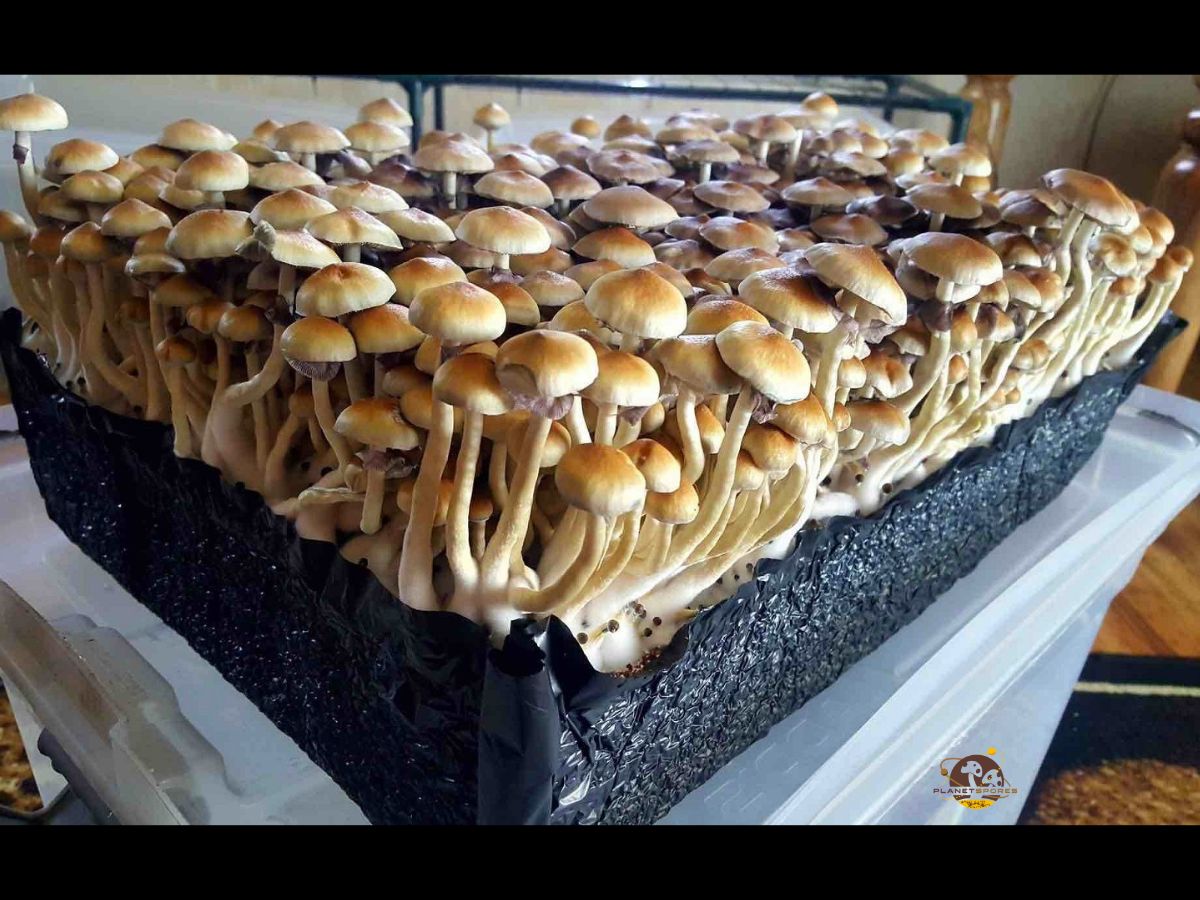 How To Make A Monotub Mushroom Fruiting Chamber