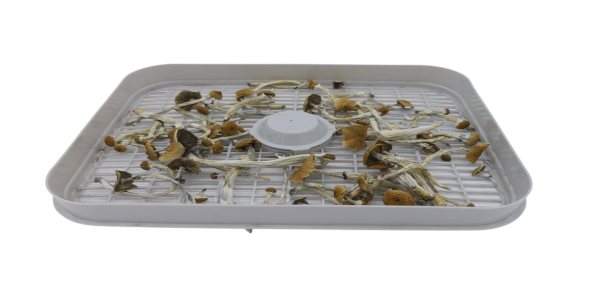 Mushrooms on a drying rack