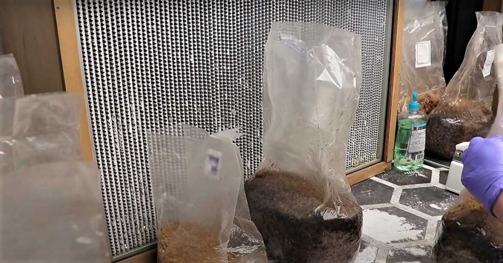Mushroom grain to grain transfer in front of laminar flow hood