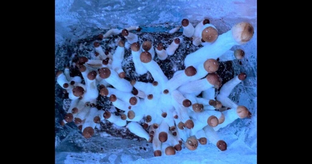 Baby magic mushroom pins