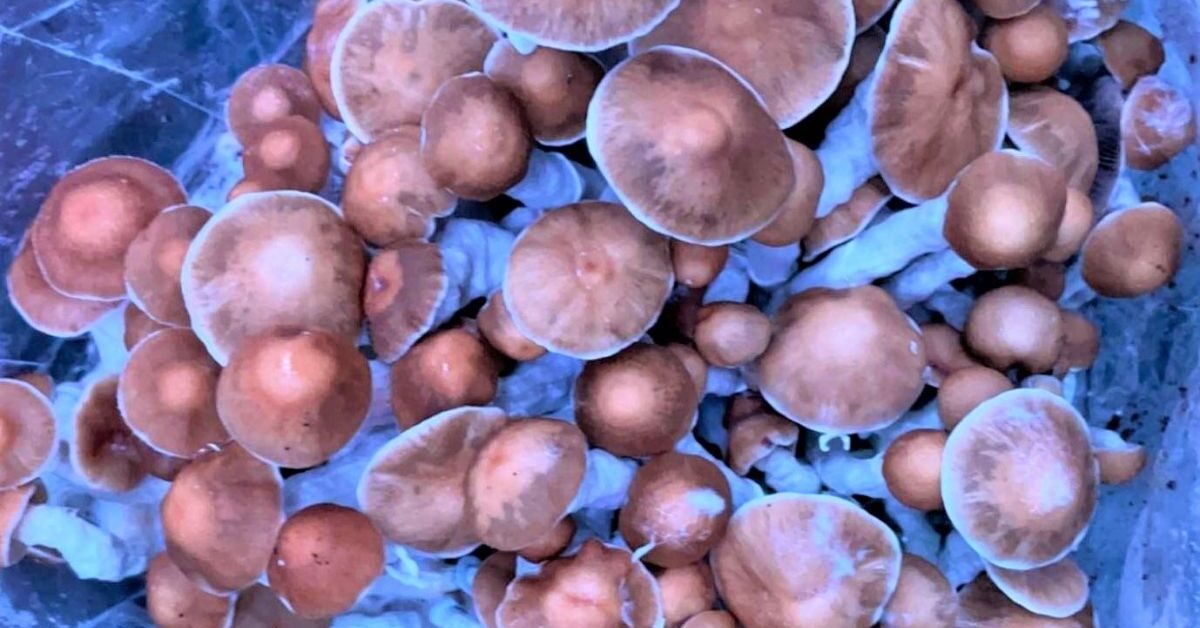 Magic mushroom fruiting in bag
