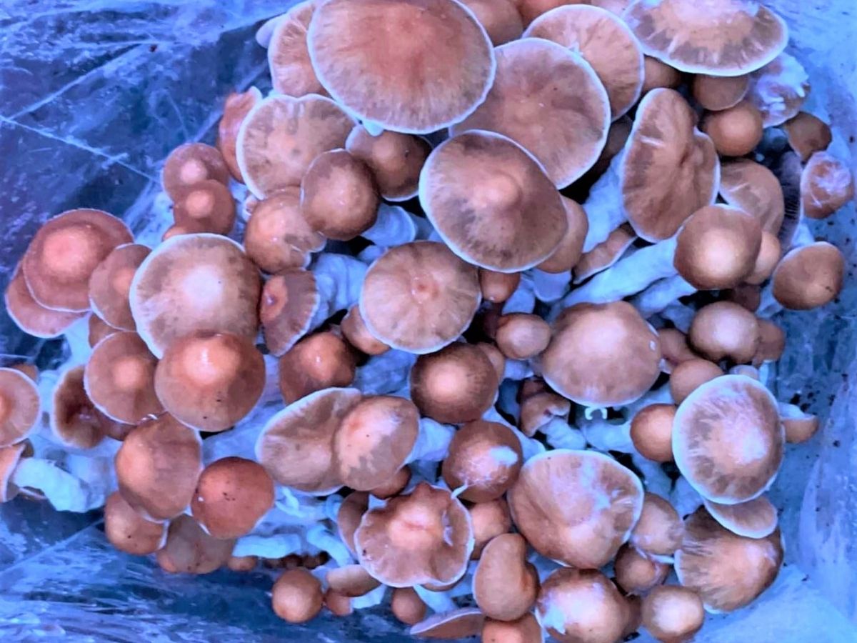 Magic mushroom fruiting in bag