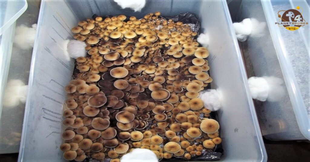 Magic mushrooms fruiting in monotub