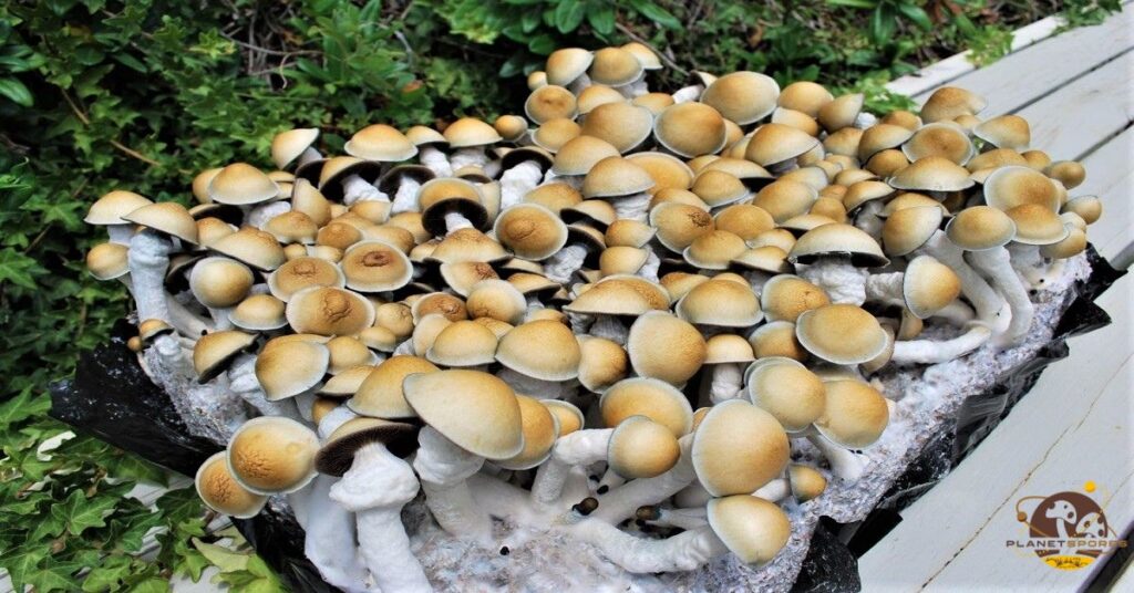 Penis Envy Mushroom Crop from Monotub