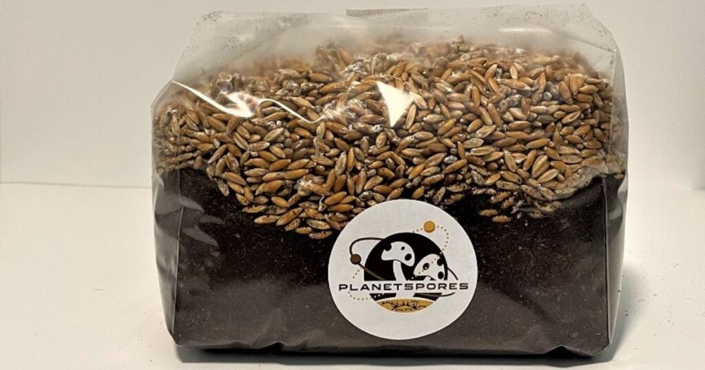 colonized mushroom grain spawn and shrooom pro substrate