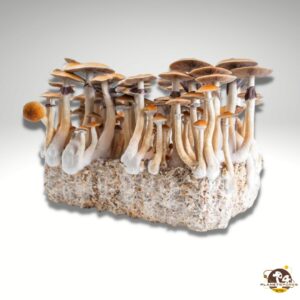 Planet Spores Magic Mushroom grow kits
