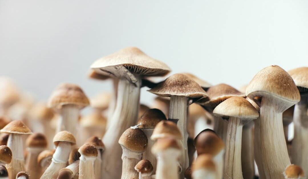 dense flush of fruiting magic mushrooms